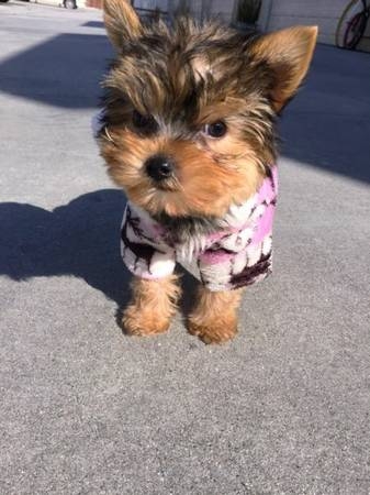 1 male and 1 female yorkie available for chrismas